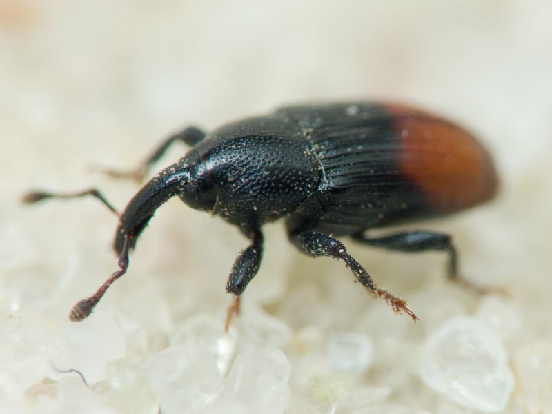 Baris analis (Olivier, 1790)